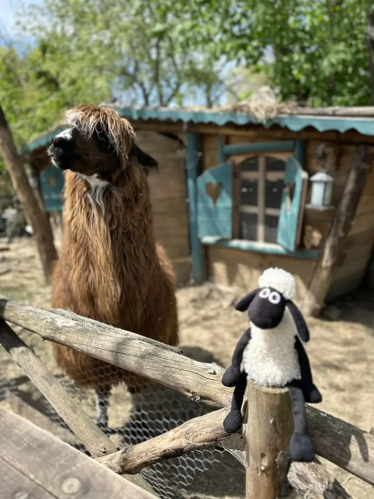 Роско — алпаката на Happy Farm Varna